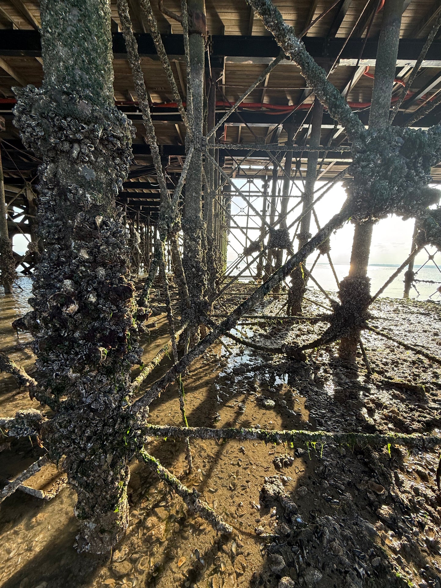 Broomway guided walk. (3 mile 2hrs or 7 miles, 4 hour options). Please read description.